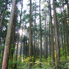 首都圏住宅コープは樹齢70年ものの東濃檜を使用